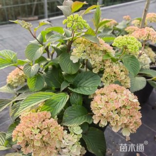 高度20厘米绣球荚蒾