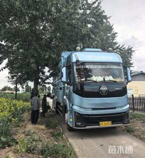 高度30厘米金露梅