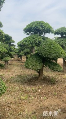 高度60厘米大花月季