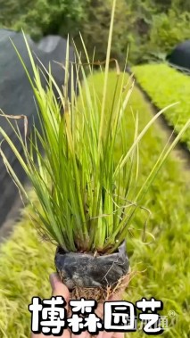 高度25厘米杜鹃