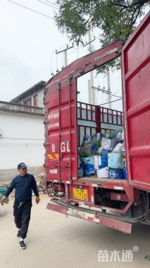 高度50厘米大叶仙茅