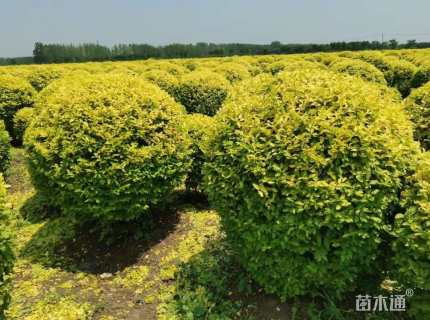 冠幅80厘米金冠女贞球