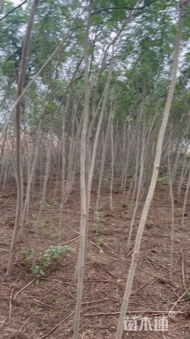 3公分合欢
