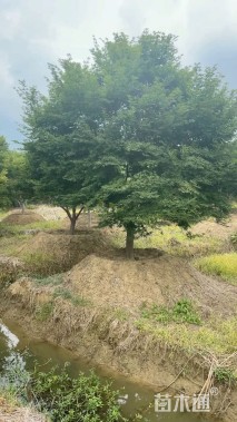 15公分鸡爪槭