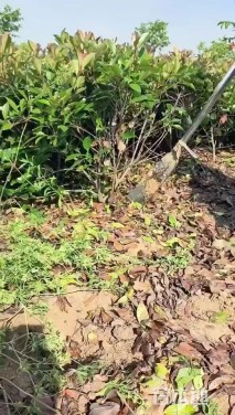 0.45公分红叶石楠