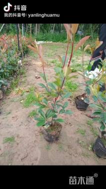 0.1公分红叶石楠