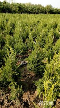 高度110厘米塔柏