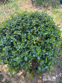 冠幅90厘米海桐球