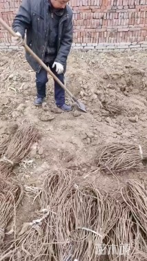 100厘米爬山虎