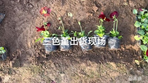 高度10厘米三色堇