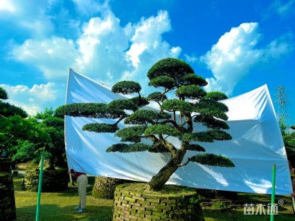 25公分罗汉松