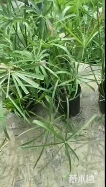 高度40厘米旱伞草