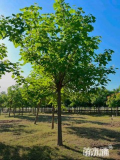 12公分梓树