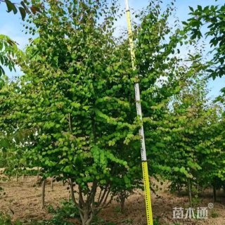 8公分连香树