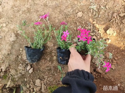 高度15厘米优质丛生福禄考