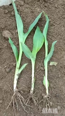 高度20厘米美人蕉