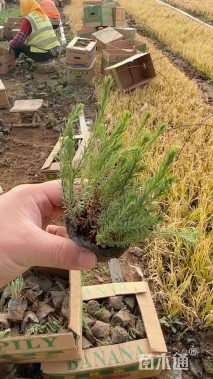 高度20厘米蓝花亚麻