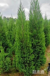 高度320厘米塔柏