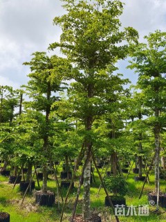 13公分榄仁