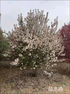 高度200厘米丛生海棠