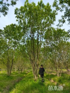 高度750厘米丛生白蜡