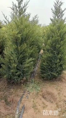 高度250厘米塔柏