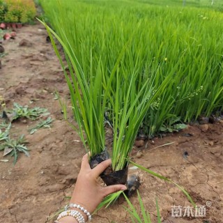 高度25厘米黄菖蒲