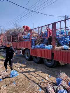 高度80厘米红王子锦带