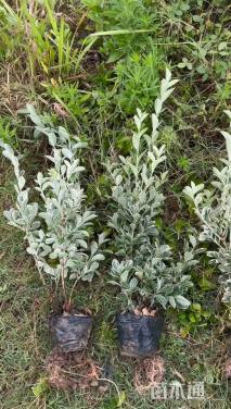 高度40厘米金边黄杨