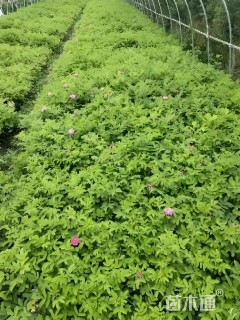 高度20厘米四季玫瑰