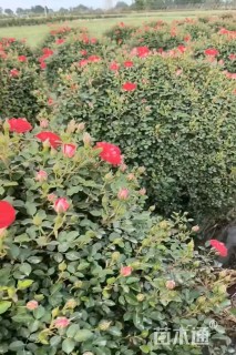 冠幅120厘米月季花球