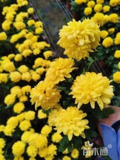 高度30厘米菊花