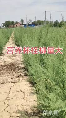 高度30厘米柽柳