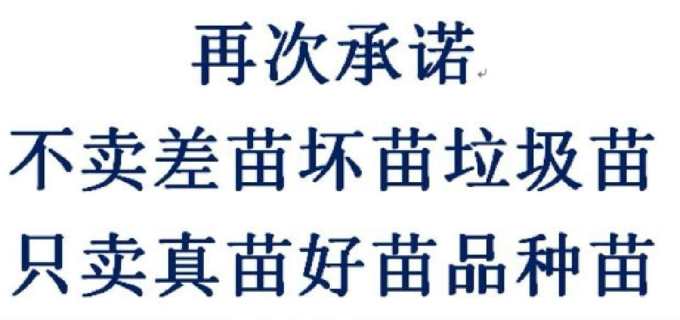 11公分日本晚樱