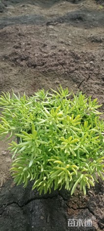 高度10厘米金叶佛甲草