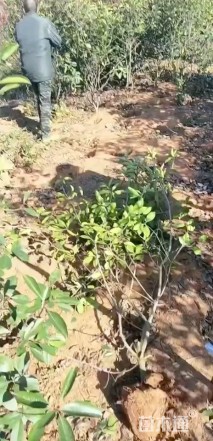 高度220厘米红叶石楠绿篱