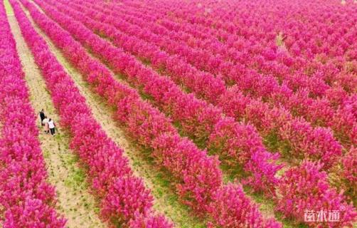 11公分北美海棠