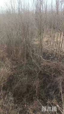 2公分红火箭紫薇