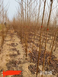 高度250厘米樱花小苗