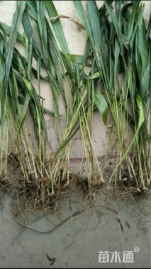 高度30厘米一叶兰