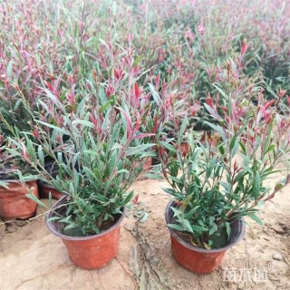 高度30厘米山桃草