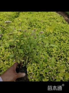 高度31厘米金焰绣线菊