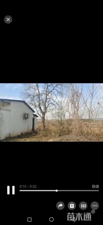 35公分乌桕