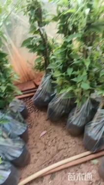 120厘米炮仗花