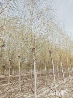 8公分垂柳