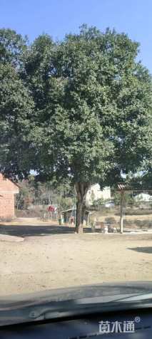 48公分大叶女贞