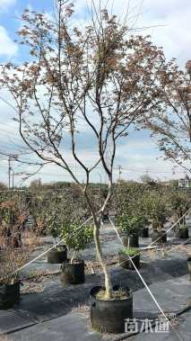 9公分日本红枫-红舞姬