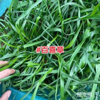 百喜草