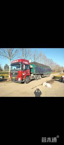 高度20厘米兰花