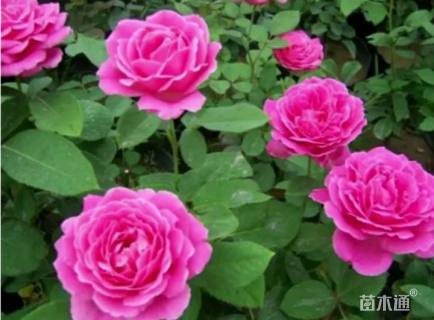 高度50厘米月季